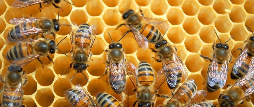 Nazirlər Kabinetindən arıçılara ŞAD XƏBƏR: Yeni arı cinsləri rayonlaşdırılır!
