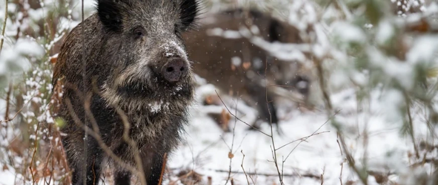 Polşada vəba təxribatı: Rusiyanın əli var?